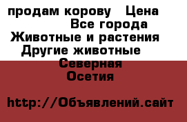 продам корову › Цена ­ 70 000 - Все города Животные и растения » Другие животные   . Северная Осетия